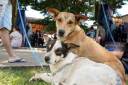 Feira de adoção de cães e gatos será realizada em Atibaia nesta quarta (02/07)