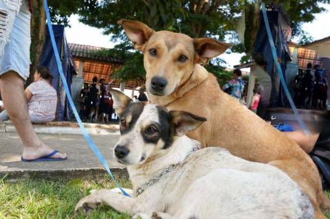 Feira de adoção de cães e gatos será realizada em Atibaia nesta quarta (02/07)
