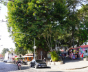 Remoção de árvore com risco de queda na Praça do Mercado começa em 03 de agosto