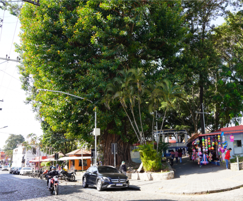 Remoção de árvore com risco de queda na Praça do Mercado começa em 03 de agosto