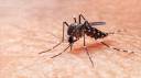 Vacinação contra a dengue em Atibaia segue nos postos de saúde para crianças e adolescentes