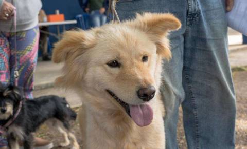 Atibaia abre inscrições para mutirão de castração de cães e gatos em 20 de outubro