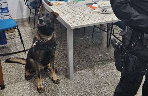 Canil da GCM de Atibaia apoia operação policial em Bom Jesus dos Perdões
