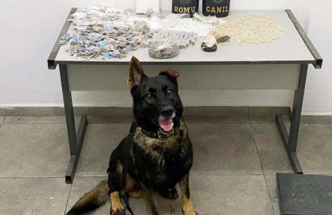 GCM de Atibaia apreende grande quantidade de drogas em área de mata no Caetetuba