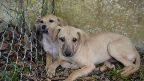 Defesa Animal realiza feira de adoção em Atibaia na próxima quarta-feira, dia 11