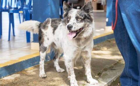 Atibaia abre inscrições para castração gratuita de pets