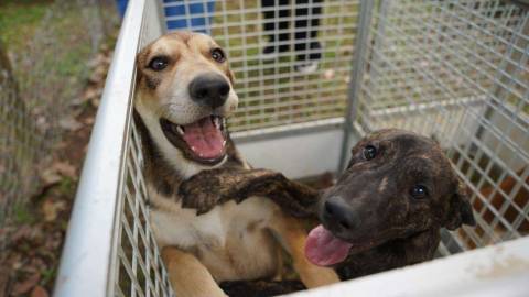 Defesa Animal realiza feira de adoção em Atibaia no dia 17