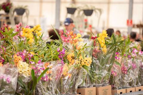 44ª Festa de Flores e Morangos chega ao seu último final de semana com diversas atrações