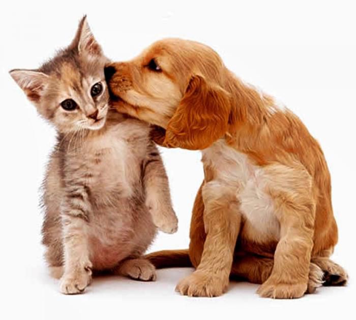 Continuam as feiras de adoção de cães e gatos em Atibaia