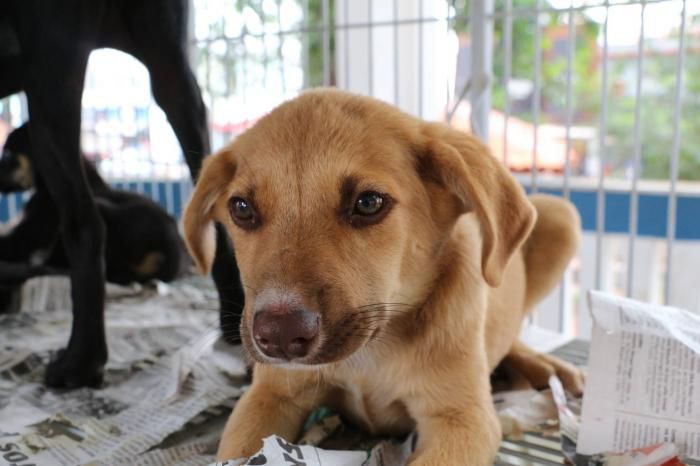 Mais de 300 animais do Abrigo Animal Municipal de Atibaia foram adotados neste ano