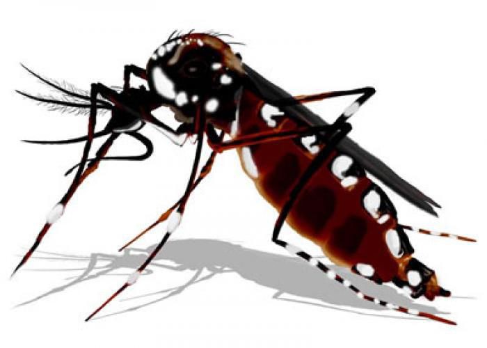 Atibaia participará de mobilização nacional contra o mosquito Aedes aegypti