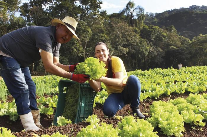 Horta Municipal garante alimentos para instituições sociais de Atibaia