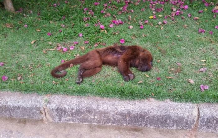 ALERTA CONTRA A FEBRE AMARELA