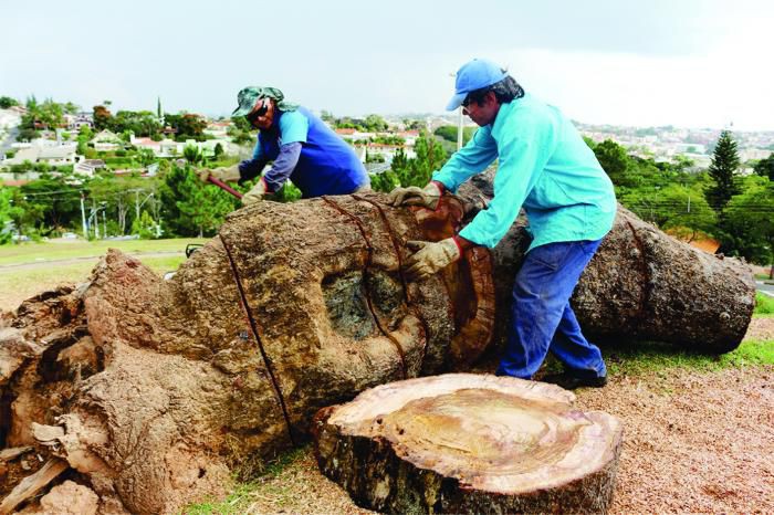 Antigo “bonsai”, árvore símbolo do Centro de Convenções, será transformada em obras de arte