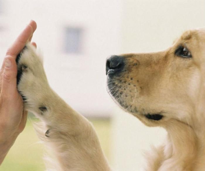 Confira as oportunidades de adotar um pet neste mês em Atibaia