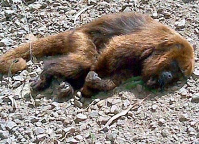 FEBRE AMARELA: PREFEITURA CONFIRMA MORTE DE MACACO POR FEBRE AMARELA NO BAIRRO CACHOEIRA