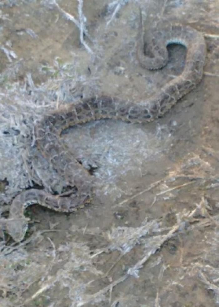 Cobra 'congela' na madrugada mais fria do ano no interior de São Paulo