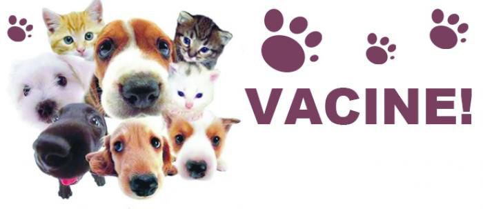 Meses de julho e agosto têm campanha de vacinação contra raiva em cães e gatos