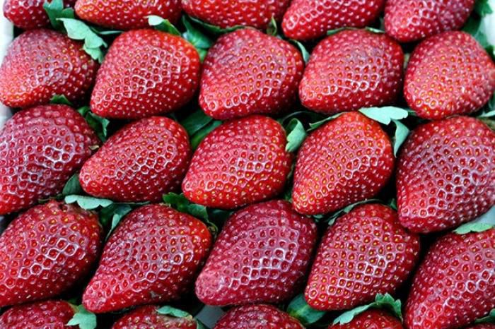 Festa de Flores e Morangos de Atibaia traz produtos de alta qualidade
