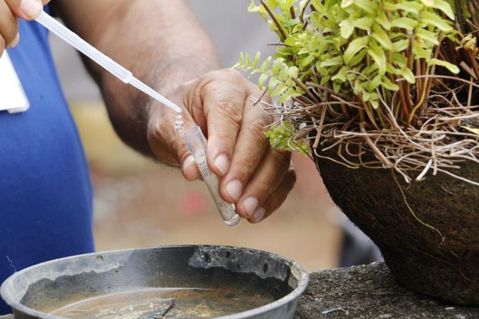 PREFEITURA INFORMA POPULAÇÃO SOBRE CUIDADOS EM RELAÇÃO À DENGUE