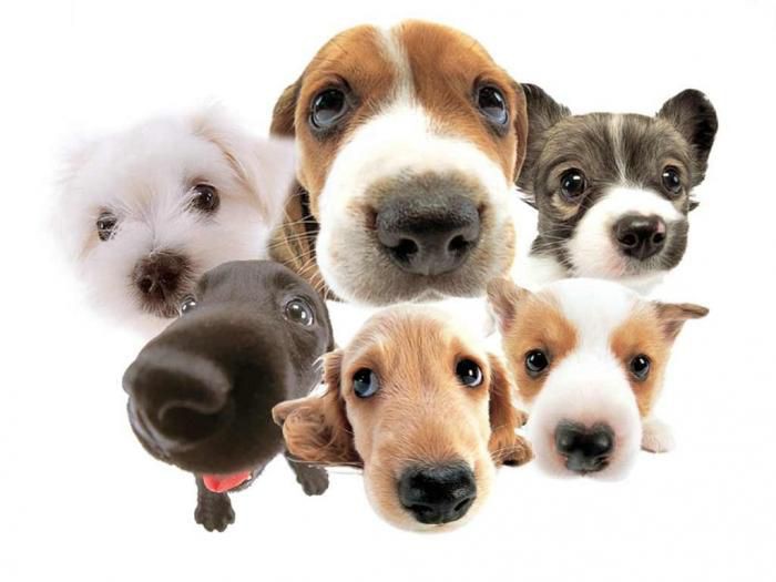 Feira de adoção é a oportunidade para cães e gatos ganharem um novo lar