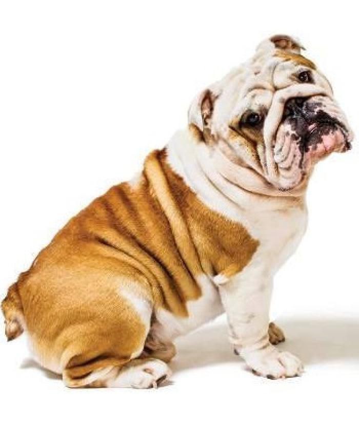 Inscrições para castração em cães e gatos no Alvinópolis II acontece terça-feira